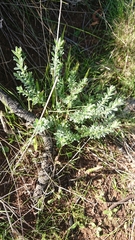 Pimelea curviflora
