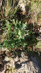 Pimelea curviflora