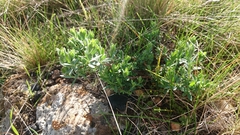 Pimelea curviflora