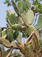 Opuntia maxima