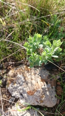 Pimelea curviflora