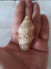 Cymbiola vespertilio