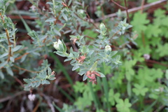 Pimelea glauca