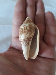 Cymbiola vespertilio