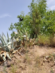 Opuntia maxima