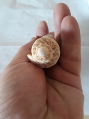 Cymbiola vespertilio