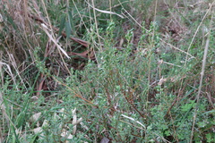 Pimelea glauca