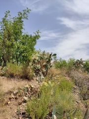 Opuntia maxima