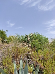 Opuntia maxima