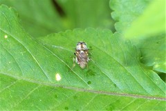 Adoxomyia