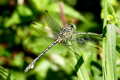 Ceratogomphus pictus