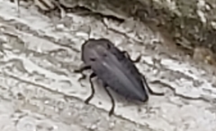 Capnodis tenebricosa