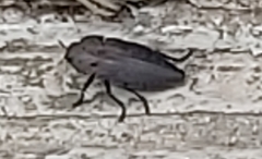 Capnodis tenebricosa