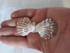 Pecten