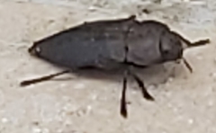 Capnodis tenebricosa