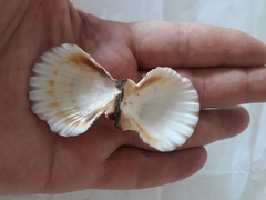 Pecten