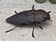 Capnodis tenebricosa