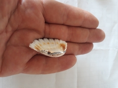 Pecten