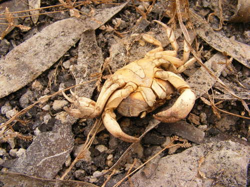 Austrothelphusa raceki
