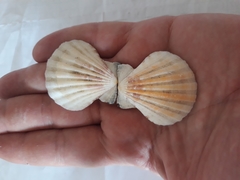 Pecten