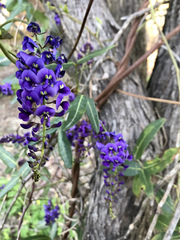 Hardenbergia comptoniana