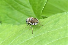 Adoxomyia