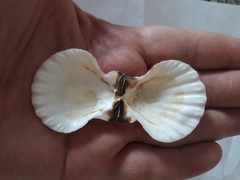 Pecten