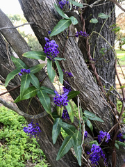 Hardenbergia comptoniana