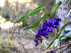 Hardenbergia comptoniana
