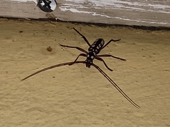 Eburia decemmaculata
