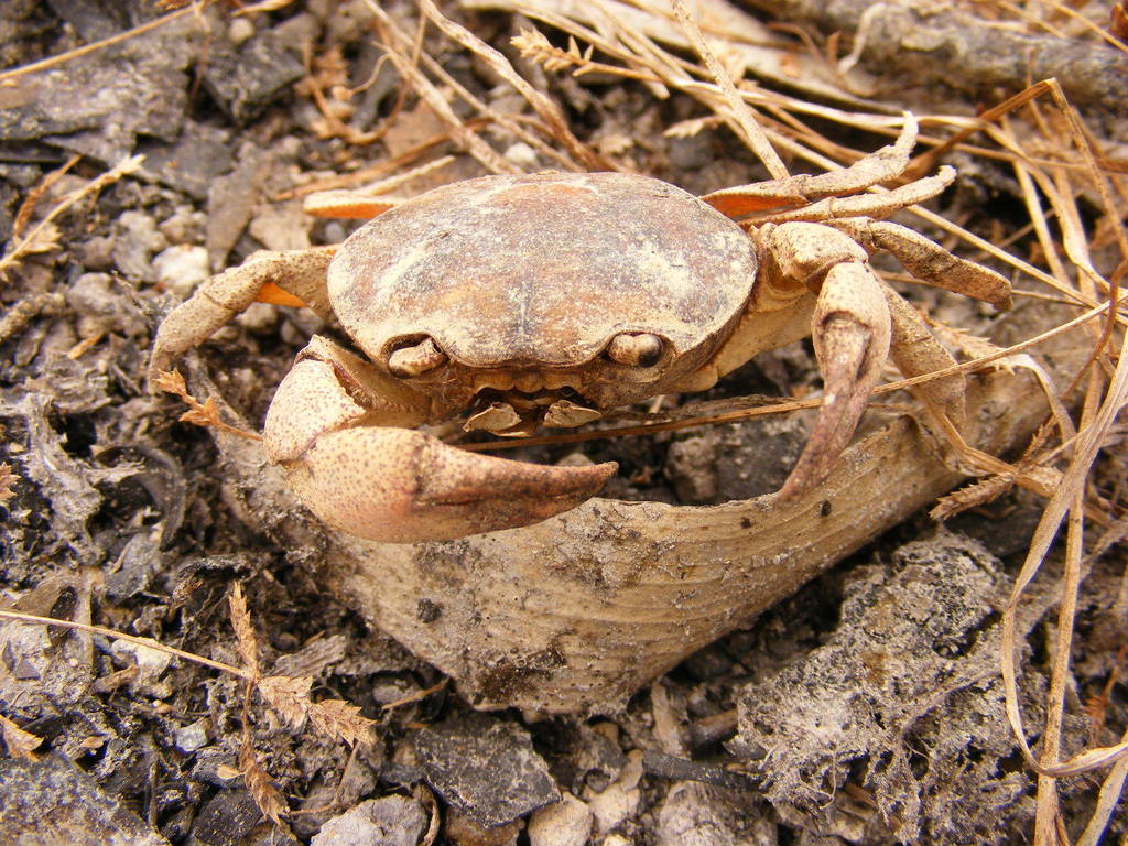 Austrothelphusa raceki