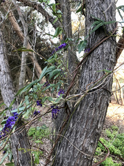 Hardenbergia comptoniana