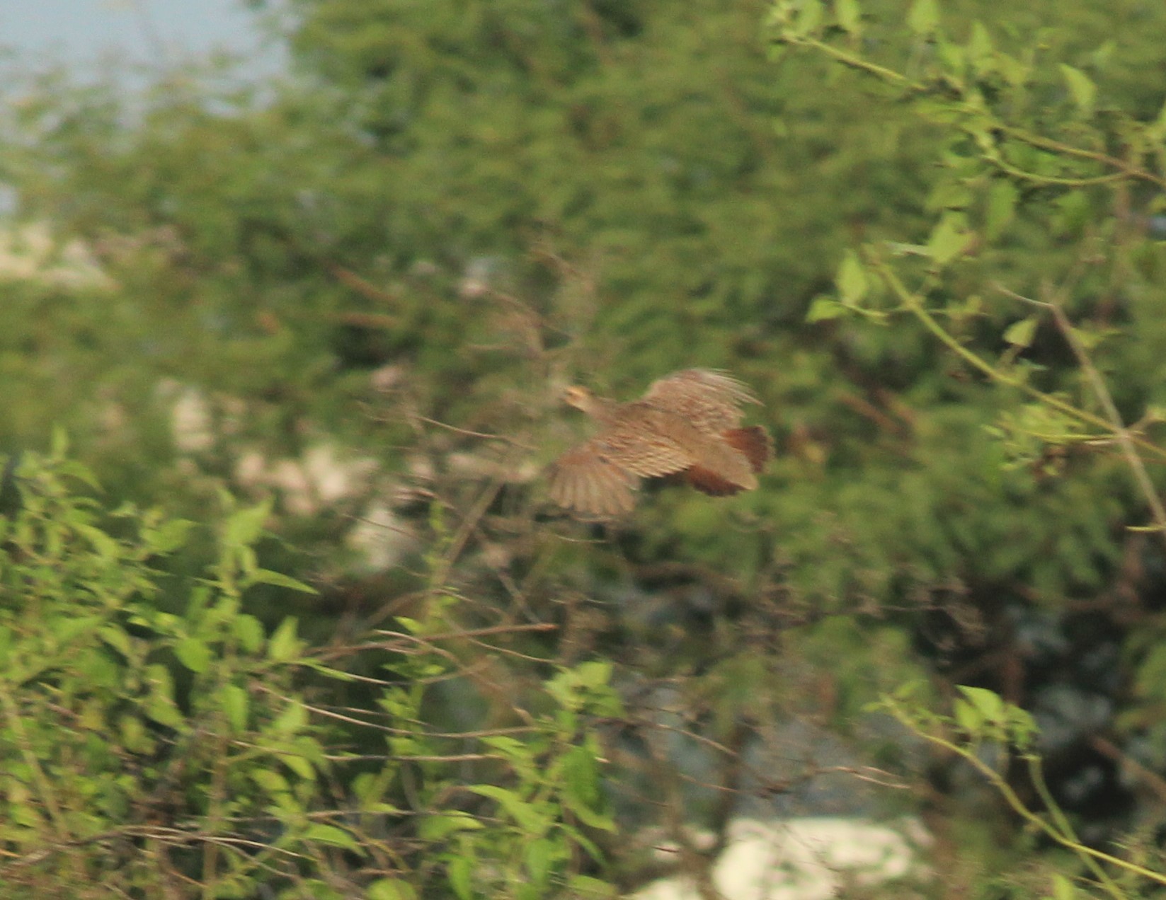 Grey Francolin