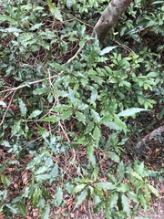 Pittosporum illicioides