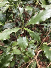 Pittosporum illicioides