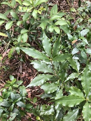 Pittosporum illicioides