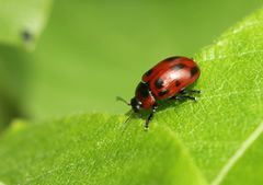Gonioctena viminalis
