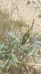 Ephippiger discoidalis