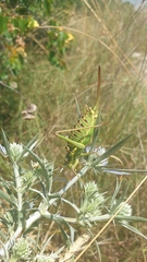 Ephippiger discoidalis