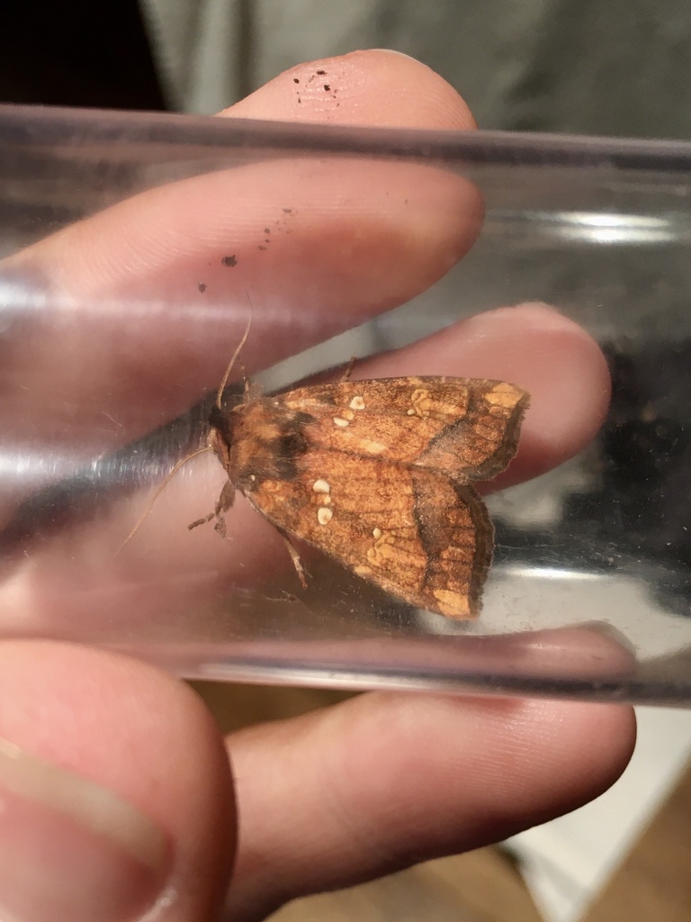 Heracleum Stem Borer Moth