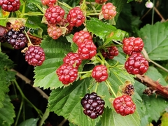 Rubus polonicus