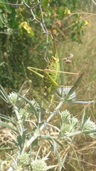 Ephippiger discoidalis