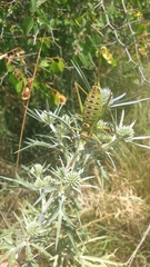 Ephippiger discoidalis