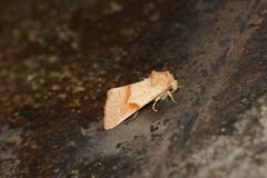 Mycteroplus puniceago