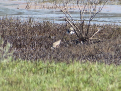 Erythrogonys cinctus