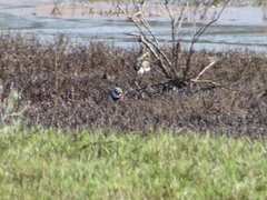 Erythrogonys cinctus