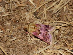 Periphanes delphinii