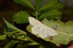 Scopula incanata