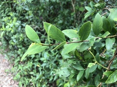 Wikstroemia taiwanensis