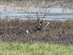 Erythrogonys cinctus